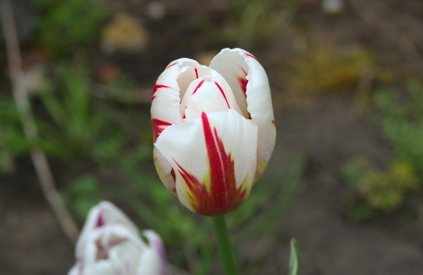 A Raspberry Ripple multi-coloured tulip from Bank Holiday Flowers, Brome, Suffolk - 6th May 2013