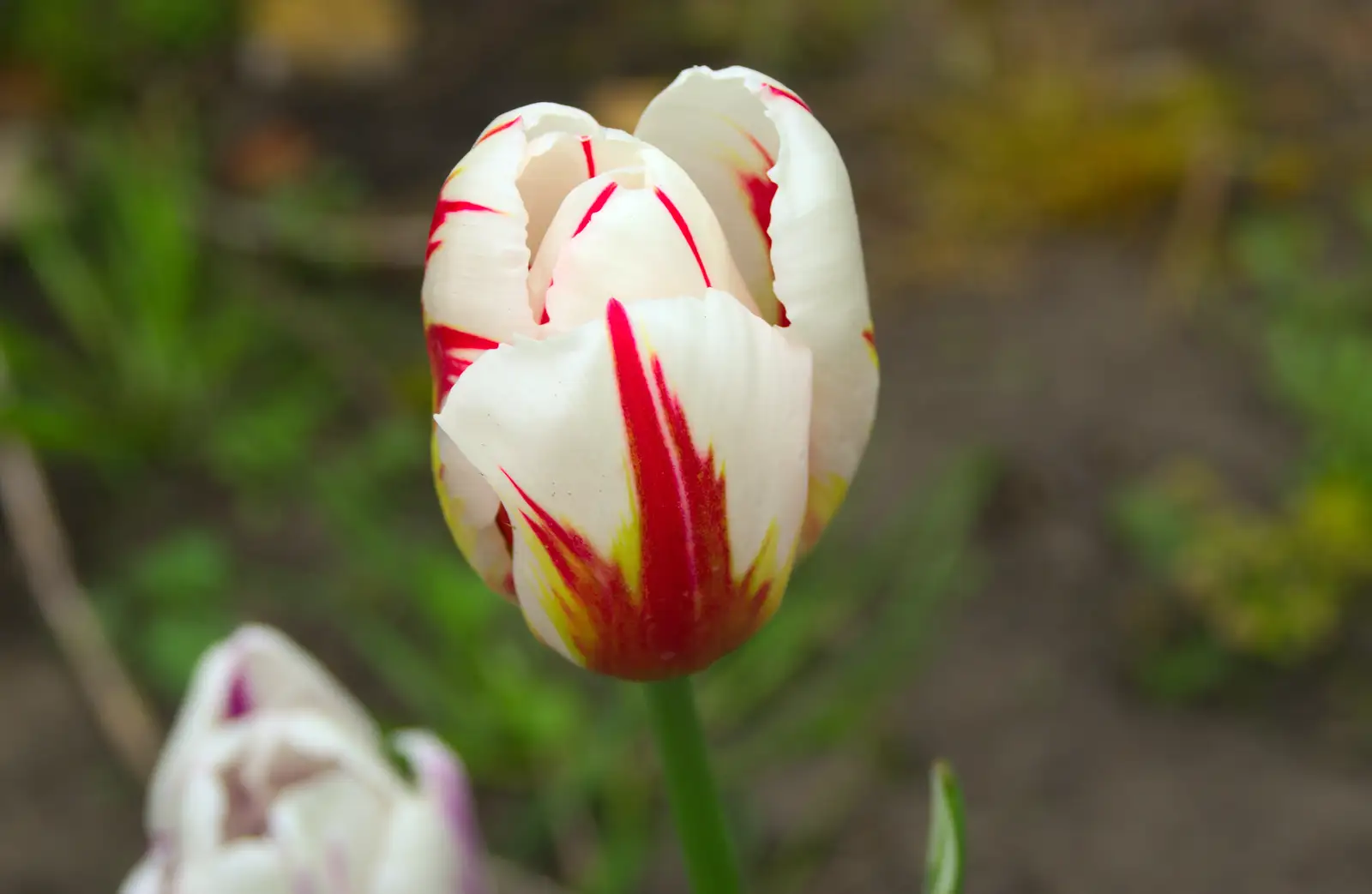 A Raspberry Ripple multi-coloured tulip, from Bank Holiday Flowers, Brome, Suffolk - 6th May 2013