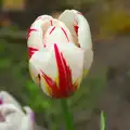 A Raspberry Ripple multi-coloured tulip, Bank Holiday Flowers, Brome, Suffolk - 6th May 2013