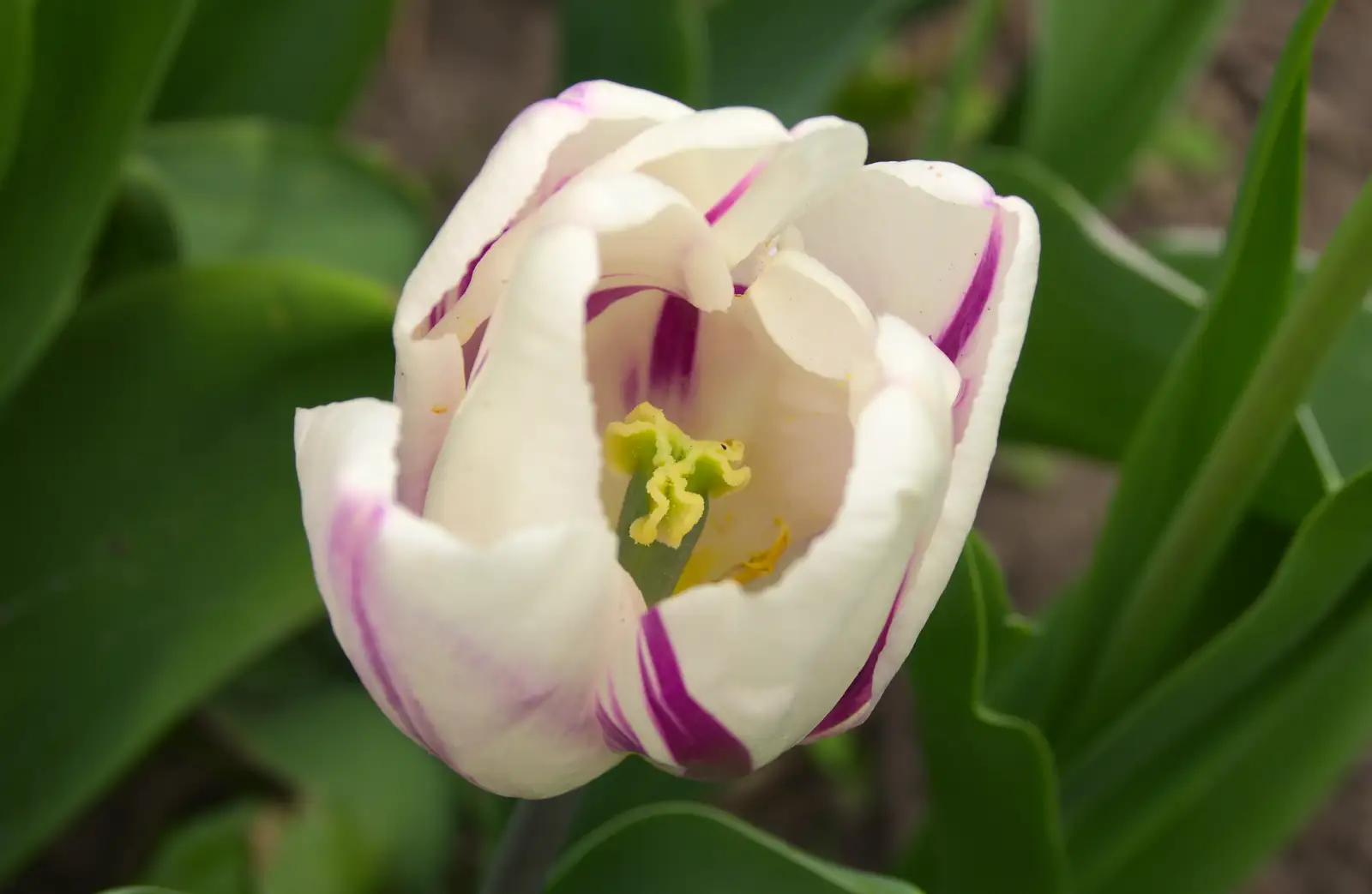 A white-and-purple tulip, full of pollen, from Bank Holiday Flowers, Brome, Suffolk - 6th May 2013