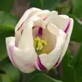 A white-and-purple tulip, full of pollen, Bank Holiday Flowers, Brome, Suffolk - 6th May 2013