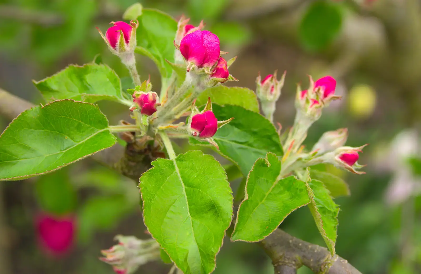 Apple blossoms come out, from Bank Holiday Flowers, Brome, Suffolk - 6th May 2013