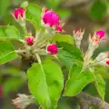 Apple blossoms come out, Bank Holiday Flowers, Brome, Suffolk - 6th May 2013