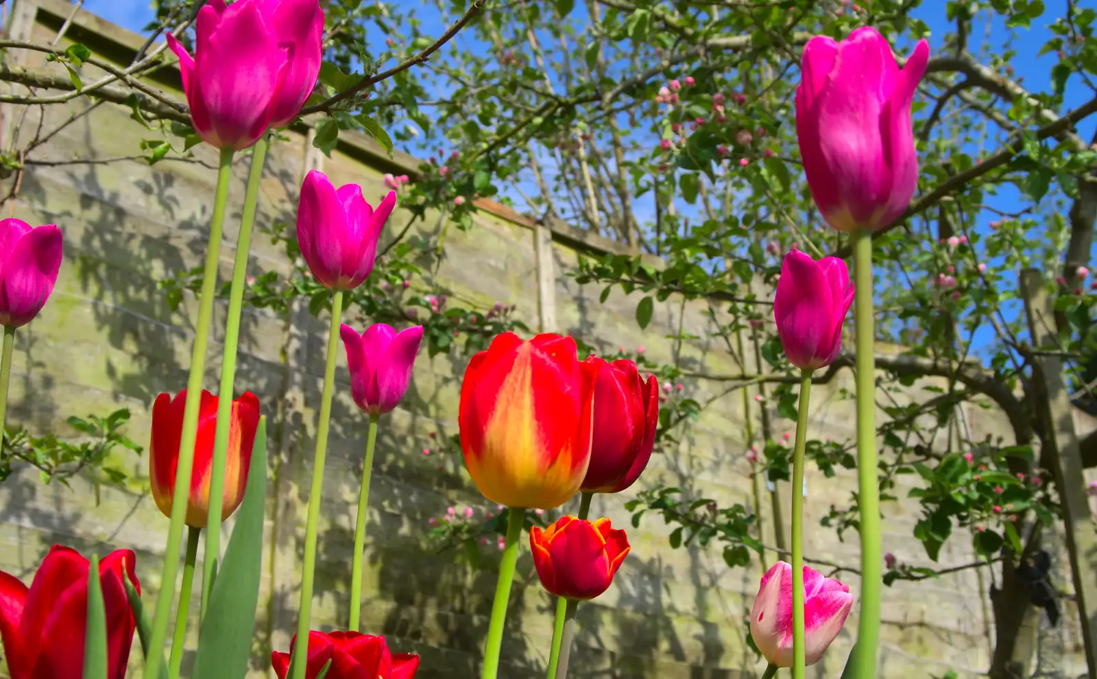 Tulips reach for the sky, from Bank Holiday Flowers, Brome, Suffolk - 6th May 2013