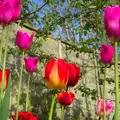 Tulips reach for the sky, Bank Holiday Flowers, Brome, Suffolk - 6th May 2013