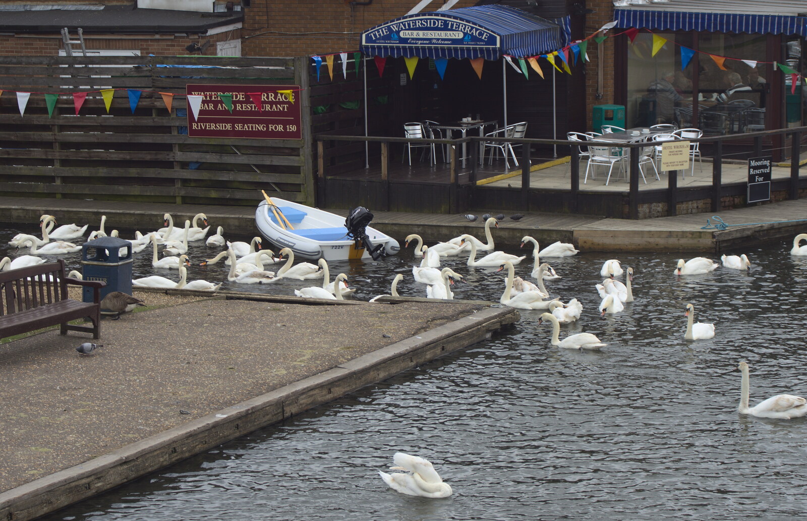 A gang of swans by the Waterside Terrace from A Trip on the Norfolk Broads, Wroxham, Norfolk - 25th May 2013