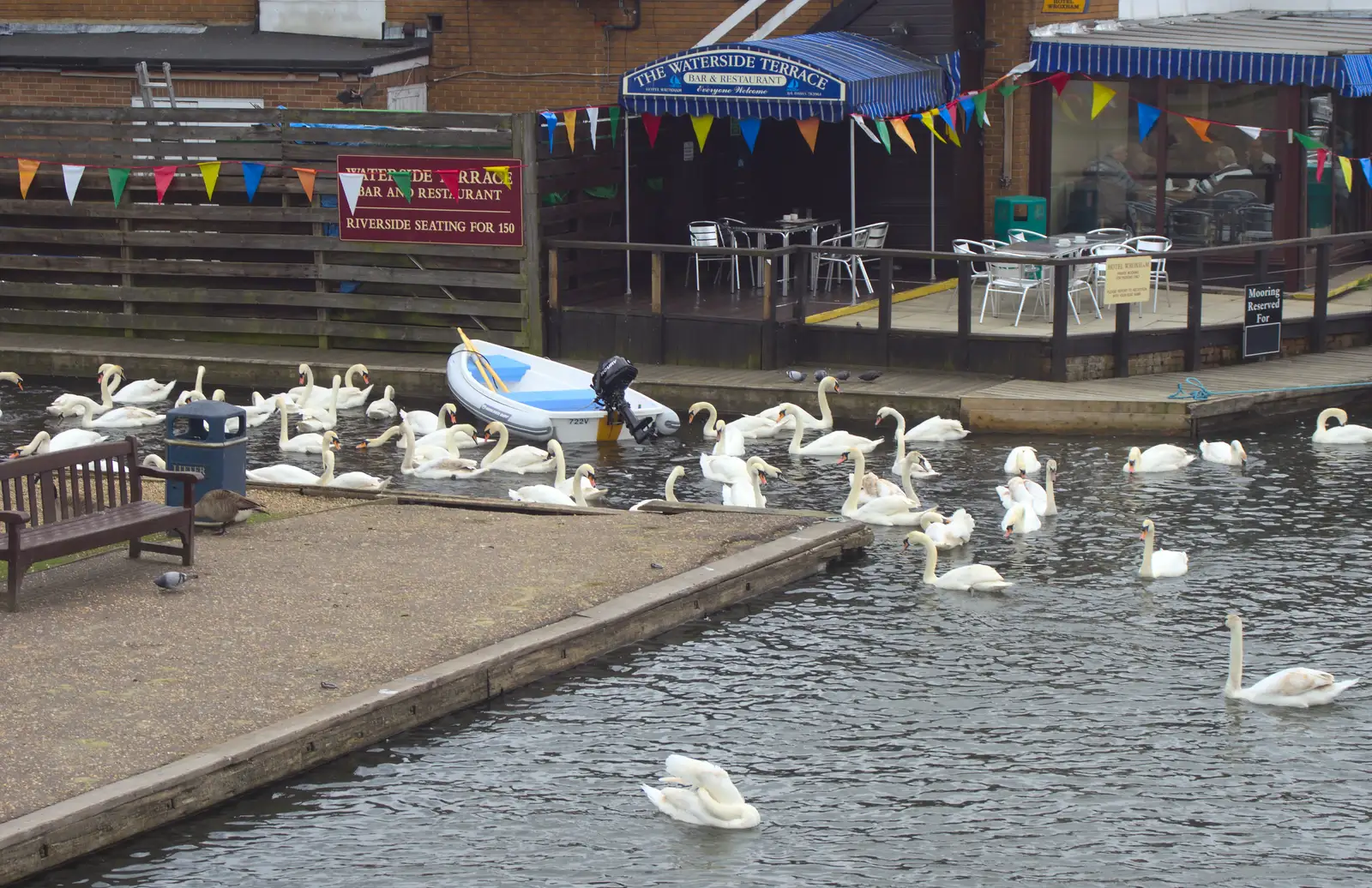 A gang of swans by the Waterside Terrace, from A Trip on the Norfolk Broads, Wroxham, Norfolk - 25th May 2013