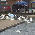 A gang of swans by the Waterside Terrace, A Trip on the Norfolk Broads, Wroxham, Norfolk - 25th May 2013