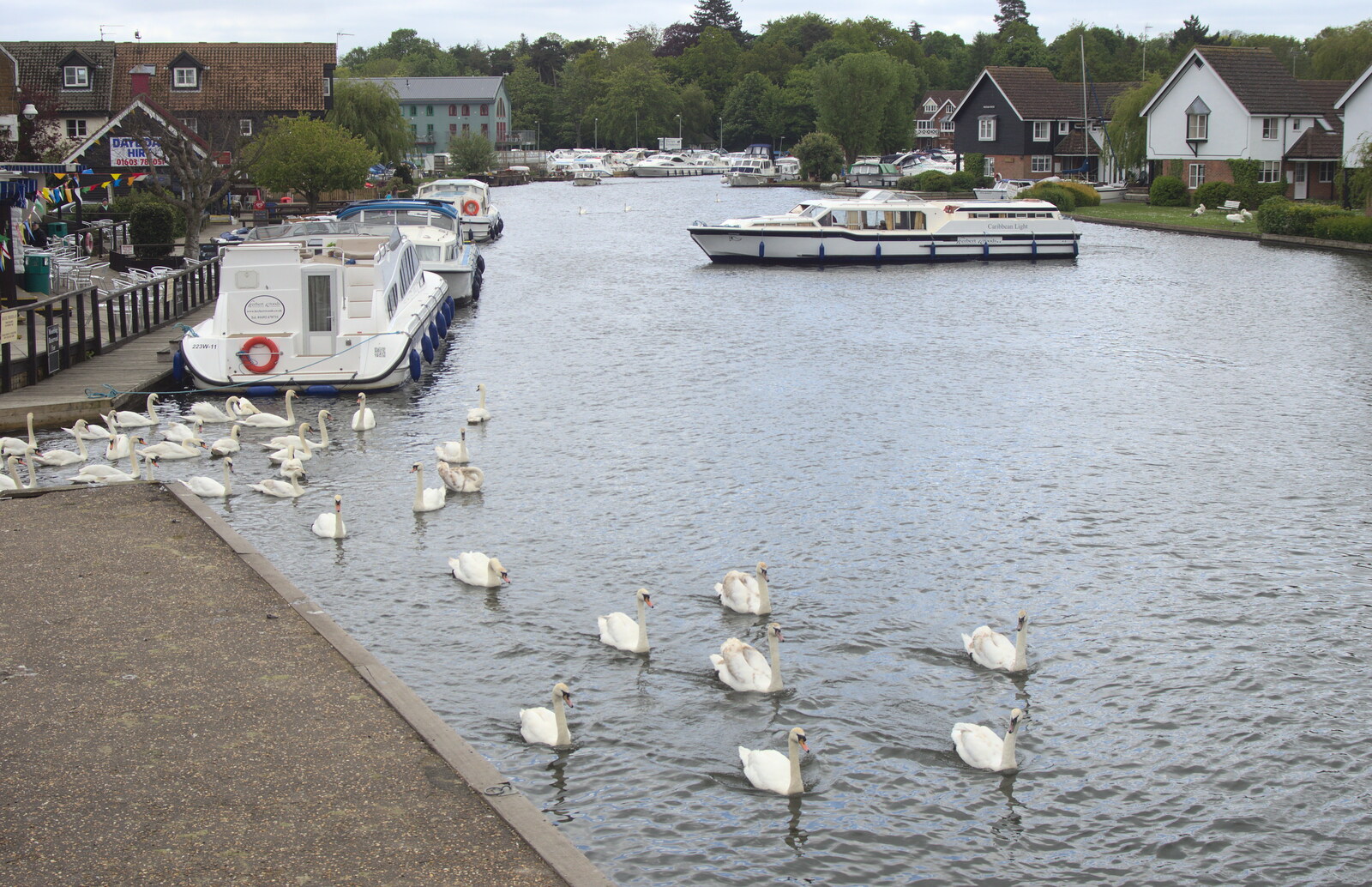 A flotilla of swans departs on a mission from A Trip on the Norfolk Broads, Wroxham, Norfolk - 25th May 2013