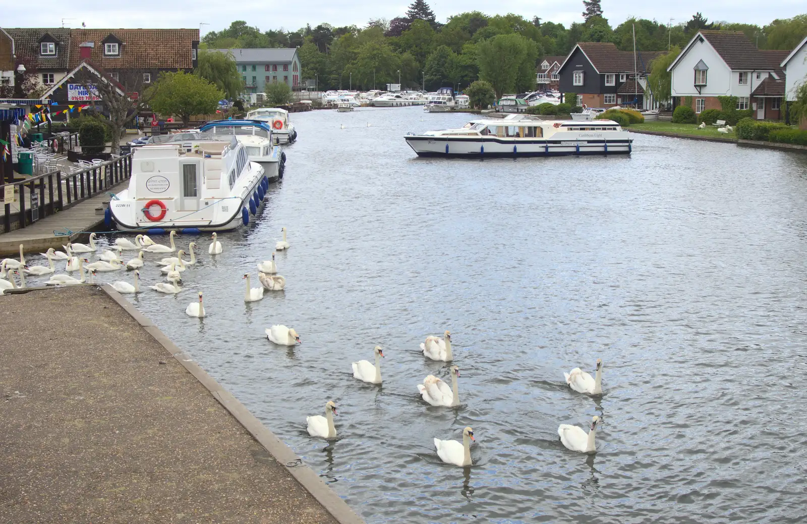 A flotilla of swans departs on a mission, from A Trip on the Norfolk Broads, Wroxham, Norfolk - 25th May 2013