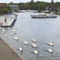A flotilla of swans departs on a mission, A Trip on the Norfolk Broads, Wroxham, Norfolk - 25th May 2013