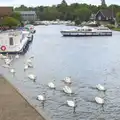 A flotilla of swans departs on a mission, A Trip on the Norfolk Broads, Wroxham, Norfolk - 25th May 2013