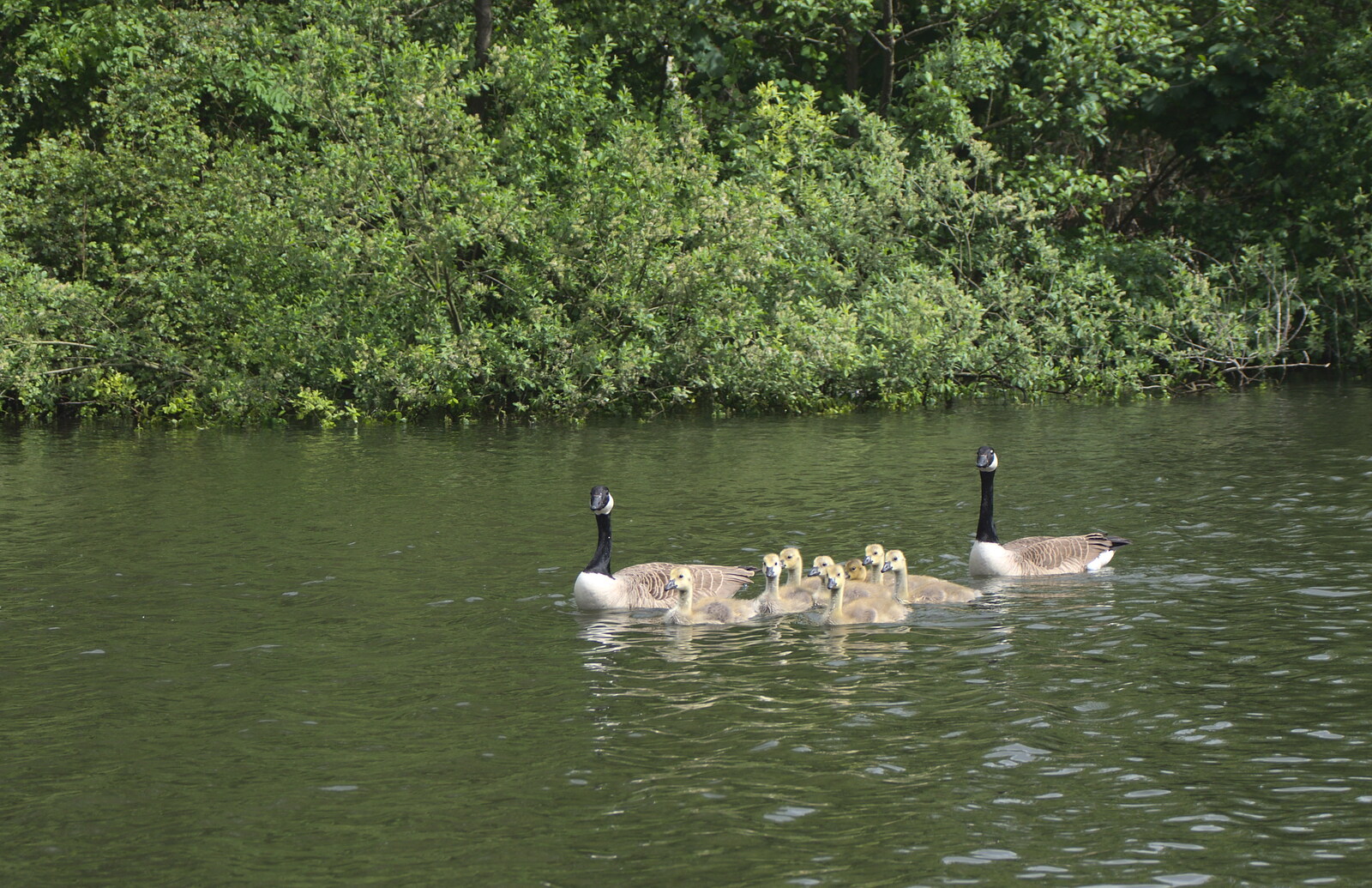 A family of Canada geese from A Trip on the Norfolk Broads, Wroxham, Norfolk - 25th May 2013