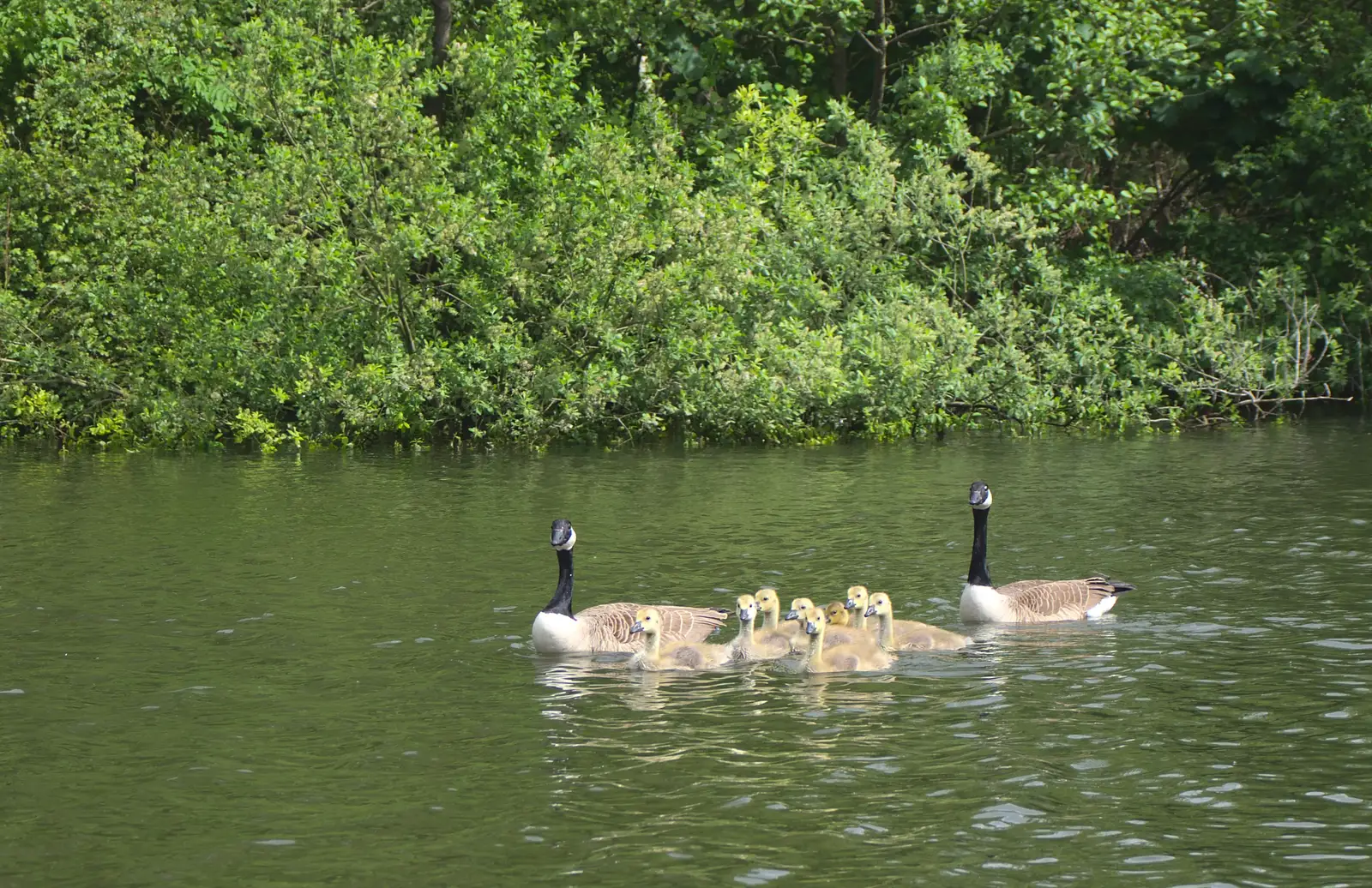 A family of Canada geese, from A Trip on the Norfolk Broads, Wroxham, Norfolk - 25th May 2013