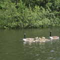 A family of Canada geese, A Trip on the Norfolk Broads, Wroxham, Norfolk - 25th May 2013