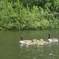 A family of Canada geese, A Trip on the Norfolk Broads, Wroxham, Norfolk - 25th May 2013