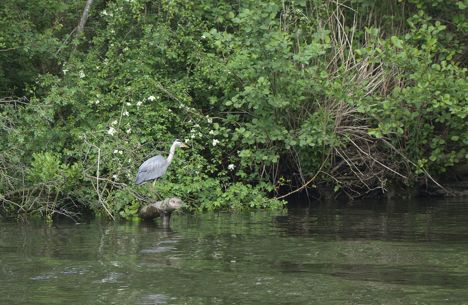 A heron stalks its prey from A Trip on the Norfolk Broads, Wroxham, Norfolk - 25th May 2013