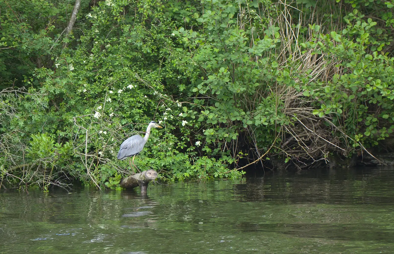 A heron stalks its prey, from A Trip on the Norfolk Broads, Wroxham, Norfolk - 25th May 2013