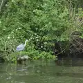 A heron stalks its prey, A Trip on the Norfolk Broads, Wroxham, Norfolk - 25th May 2013