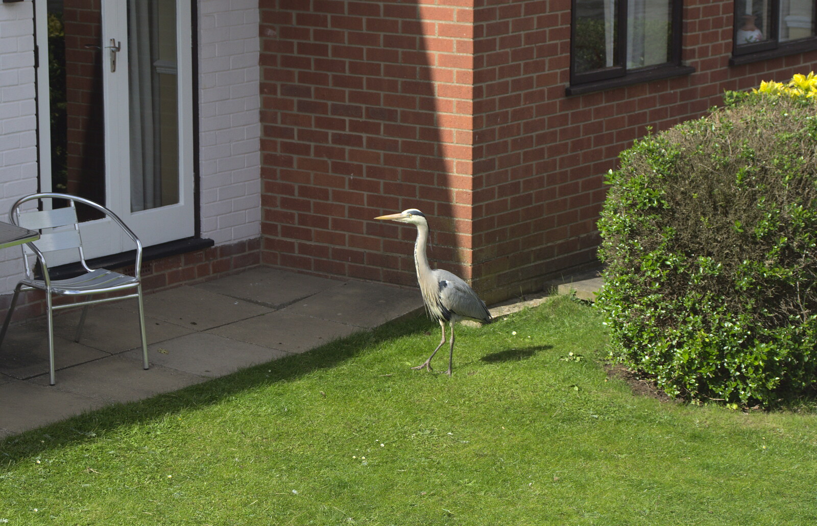 A heron lurks in a front garden from A Trip on the Norfolk Broads, Wroxham, Norfolk - 25th May 2013