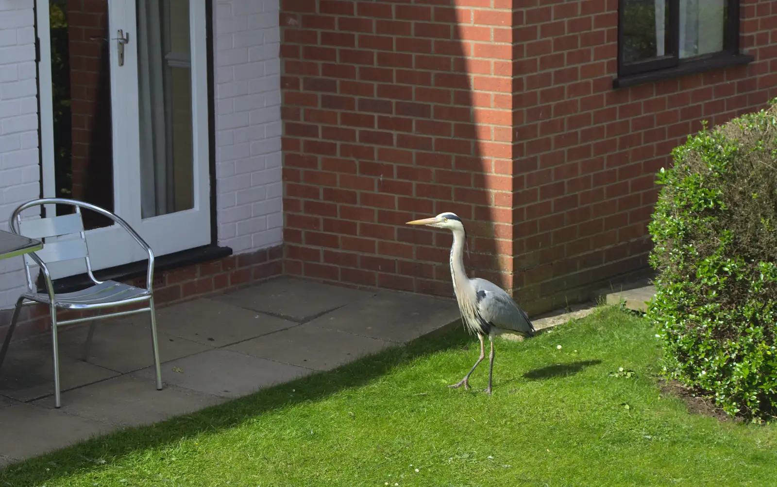 A heron lurks in a front garden, from A Trip on the Norfolk Broads, Wroxham, Norfolk - 25th May 2013