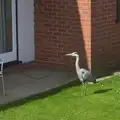 A heron lurks in a front garden, A Trip on the Norfolk Broads, Wroxham, Norfolk - 25th May 2013