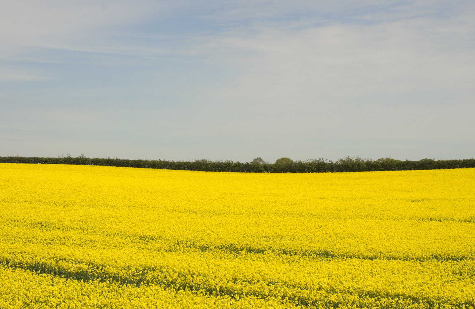A yellow field of oilseed rape from The Bure Valley Railway, Aylsham, Norfolk - 26th May 2013