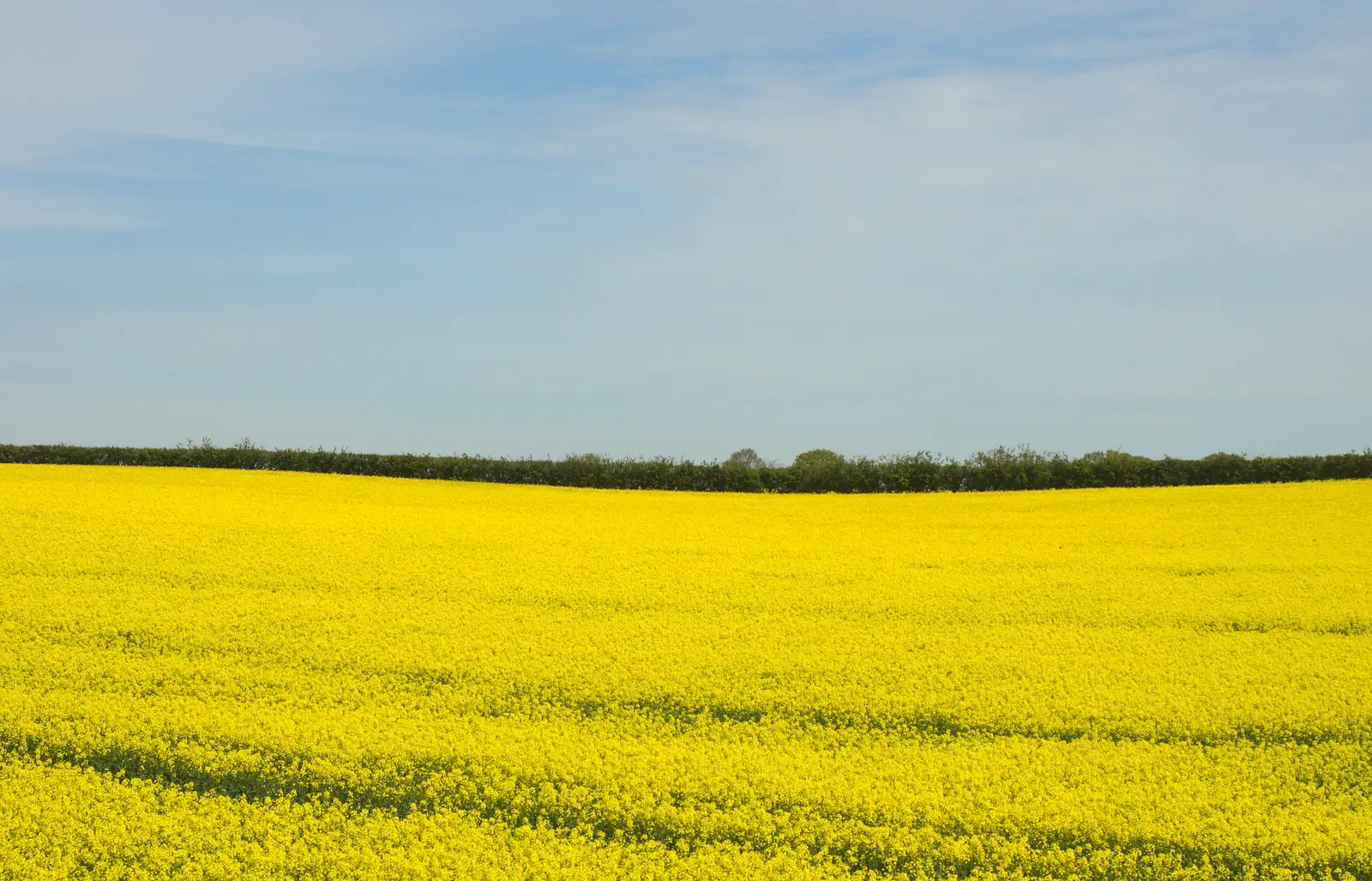 A yellow field of oilseed rape, from The Bure Valley Railway, Aylsham, Norfolk - 26th May 2013