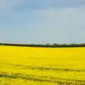 A yellow field of oilseed rape, The Bure Valley Railway, Aylsham, Norfolk - 26th May 2013