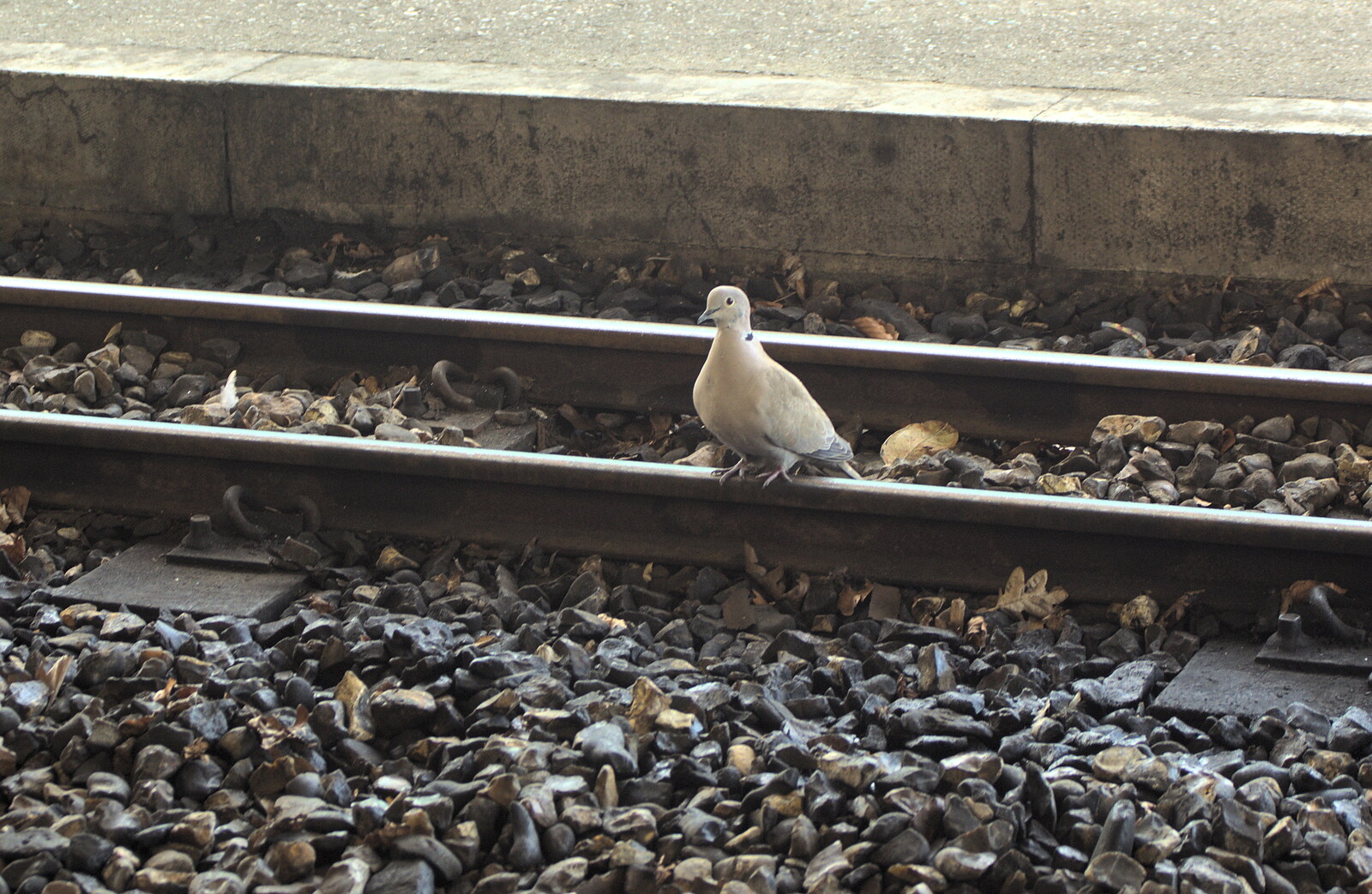 At Aylsham, there's a dove on the tracks from The Bure Valley Railway, Aylsham, Norfolk - 26th May 2013