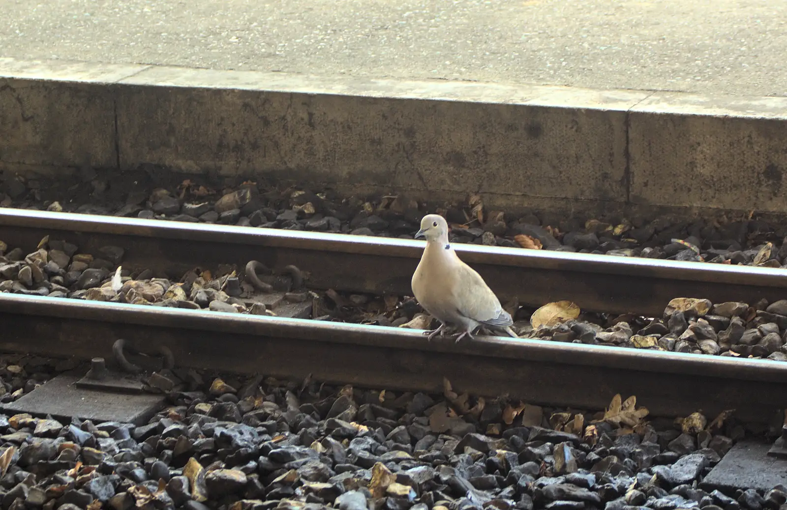 At Aylsham, there's a dove on the tracks, from The Bure Valley Railway, Aylsham, Norfolk - 26th May 2013