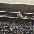 At Aylsham, there's a dove on the tracks, The Bure Valley Railway, Aylsham, Norfolk - 26th May 2013