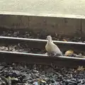 At Aylsham, there's a dove on the tracks, The Bure Valley Railway, Aylsham, Norfolk - 26th May 2013