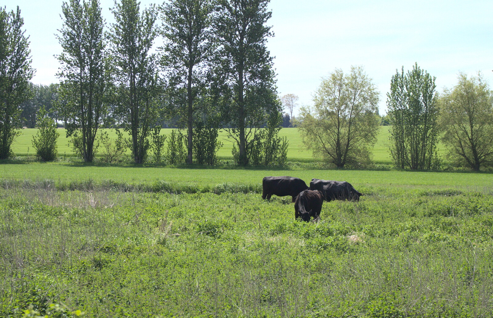 Cows mooch about in the Bure Valley near Buxton from The Bure Valley Railway, Aylsham, Norfolk - 26th May 2013