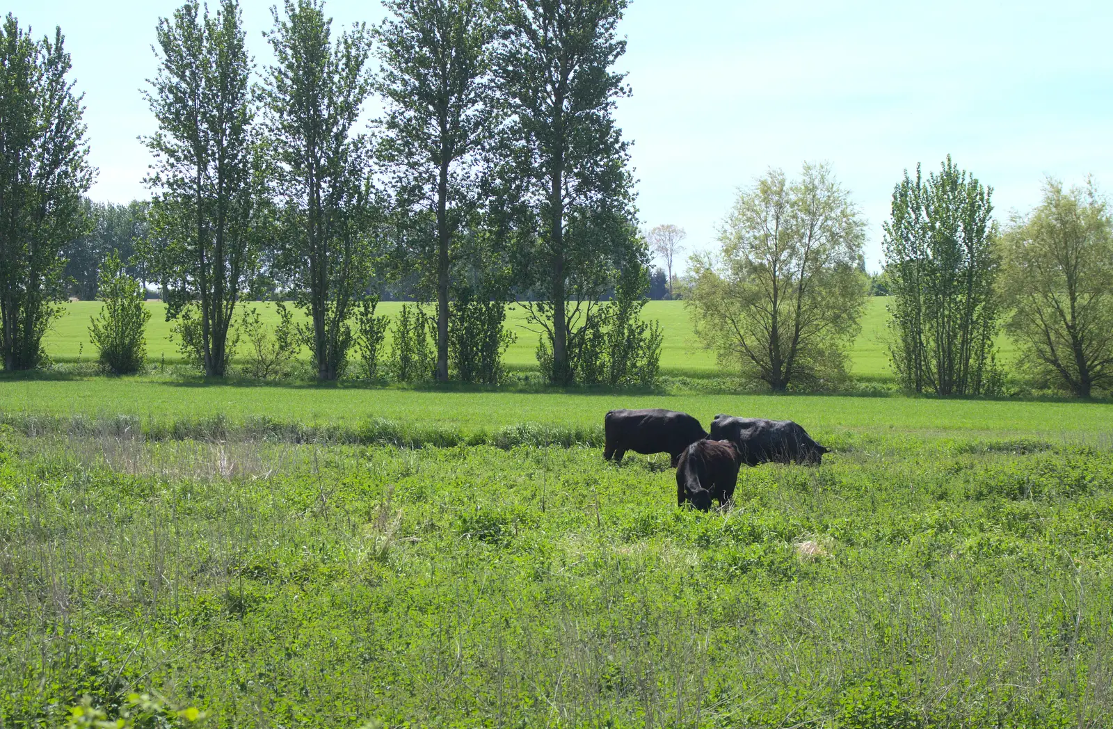 Cows mooch about in the Bure Valley near Buxton, from The Bure Valley Railway, Aylsham, Norfolk - 26th May 2013