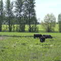 Cows mooch about in the Bure Valley near Buxton, The Bure Valley Railway, Aylsham, Norfolk - 26th May 2013