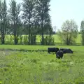 Cows mooch about in the Bure Valley near Buxton, The Bure Valley Railway, Aylsham, Norfolk - 26th May 2013