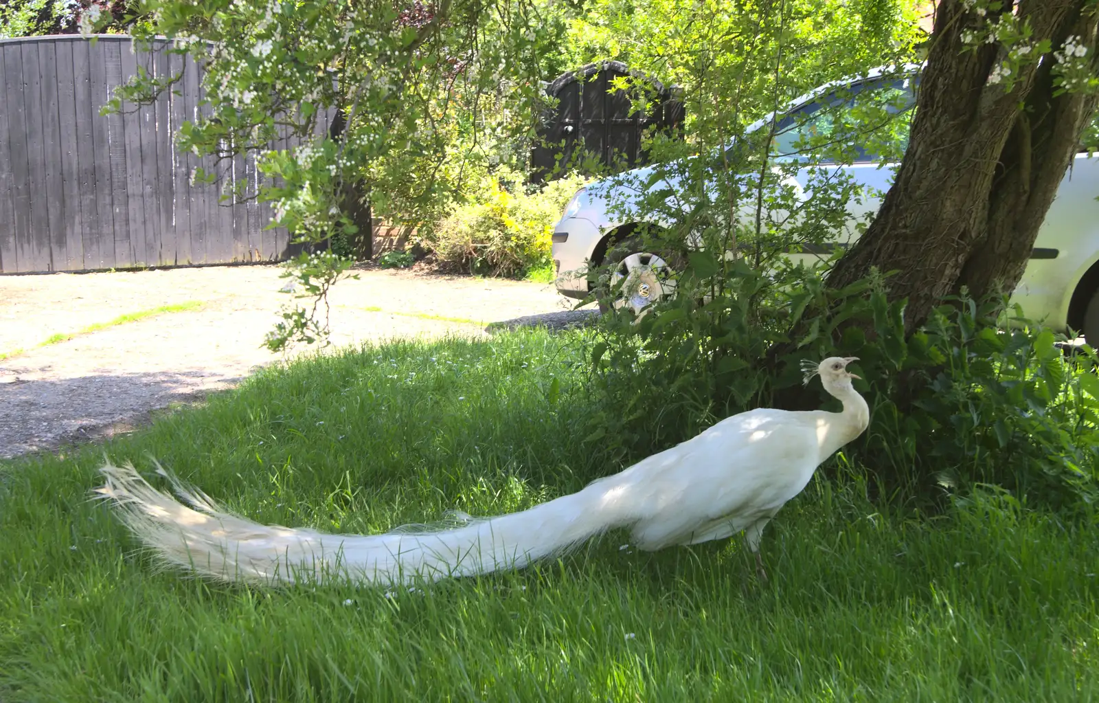 In Thorpe Abbots, we spot an albino peacock, from A "Sally B" B-17 Flypast, Thorpe Abbots, Norfolk - 27th May 2013