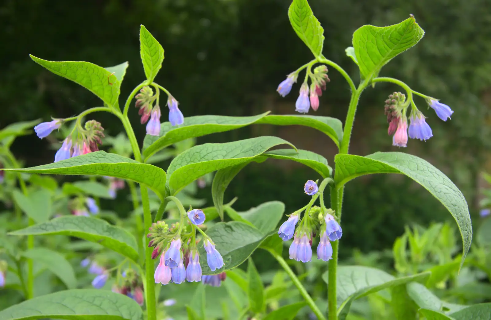 Little purple bells, from Eye Open Gardens, Suffolk - 1st June 2013