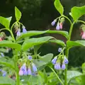 Little purple bells, Eye Open Gardens, Suffolk - 1st June 2013