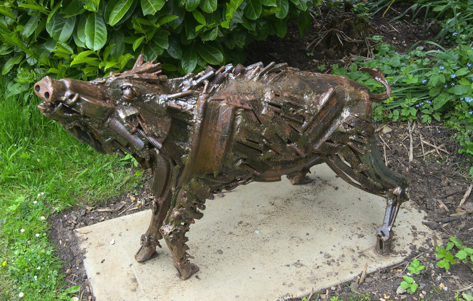 The Eye Gardens Open Day, Eye, Suffolk - 1st June 2013: A boar, that looks like the Terminator