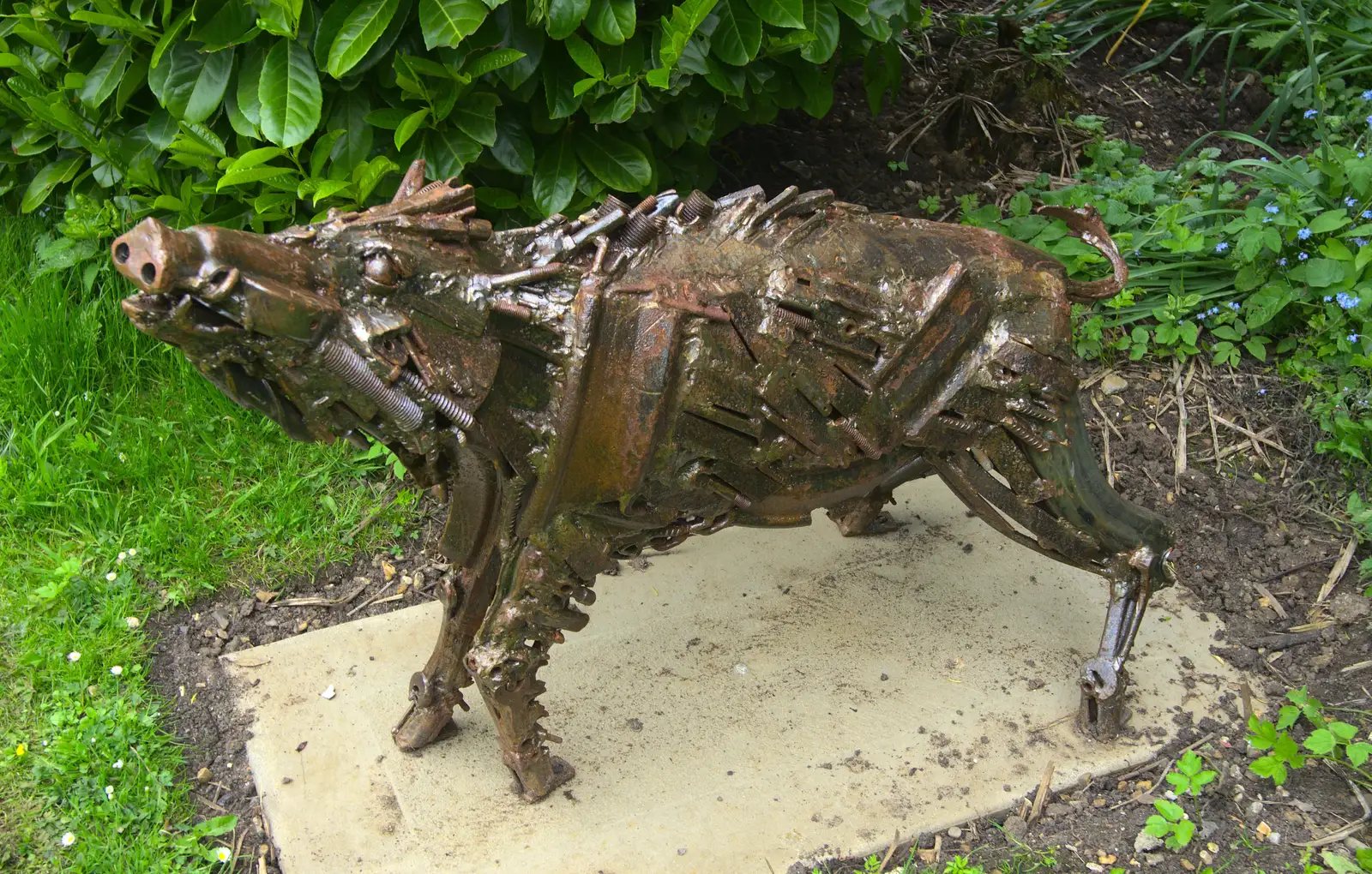 A boar, that looks like the Terminator, from Eye Open Gardens, Suffolk - 1st June 2013