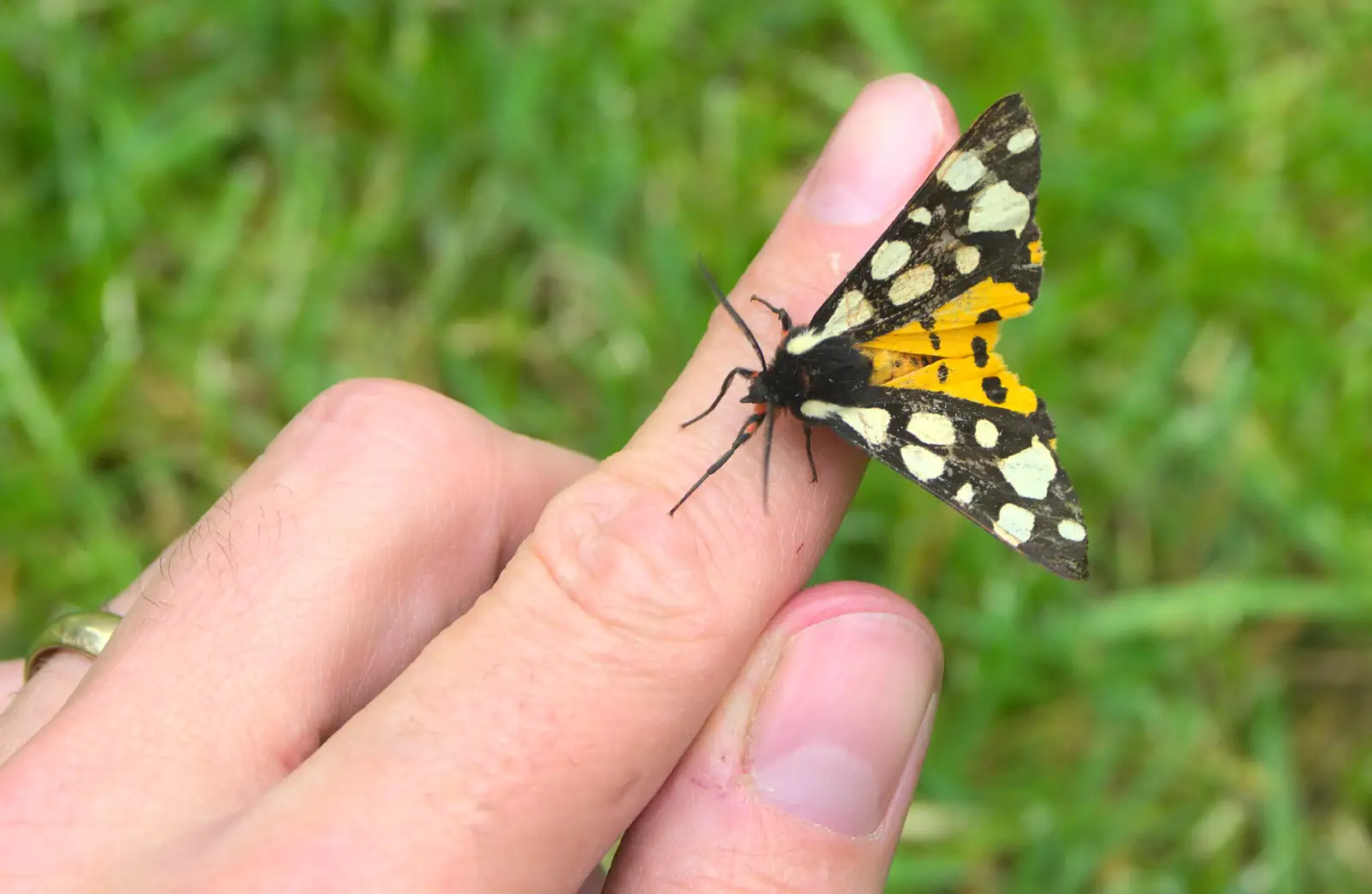 A butterfly on Nosher's finger, from Marconi, Arezzo and the Sagra del Maccherone Festival, Battifolle, Tuscany - 9th June 2013