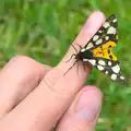 A butterfly on Nosher's finger, Marconi, Arezzo and the Sagra del Maccherone Festival, Battifolle, Tuscany - 9th June 2013