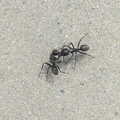 2013 A giant ant hauls off a victim