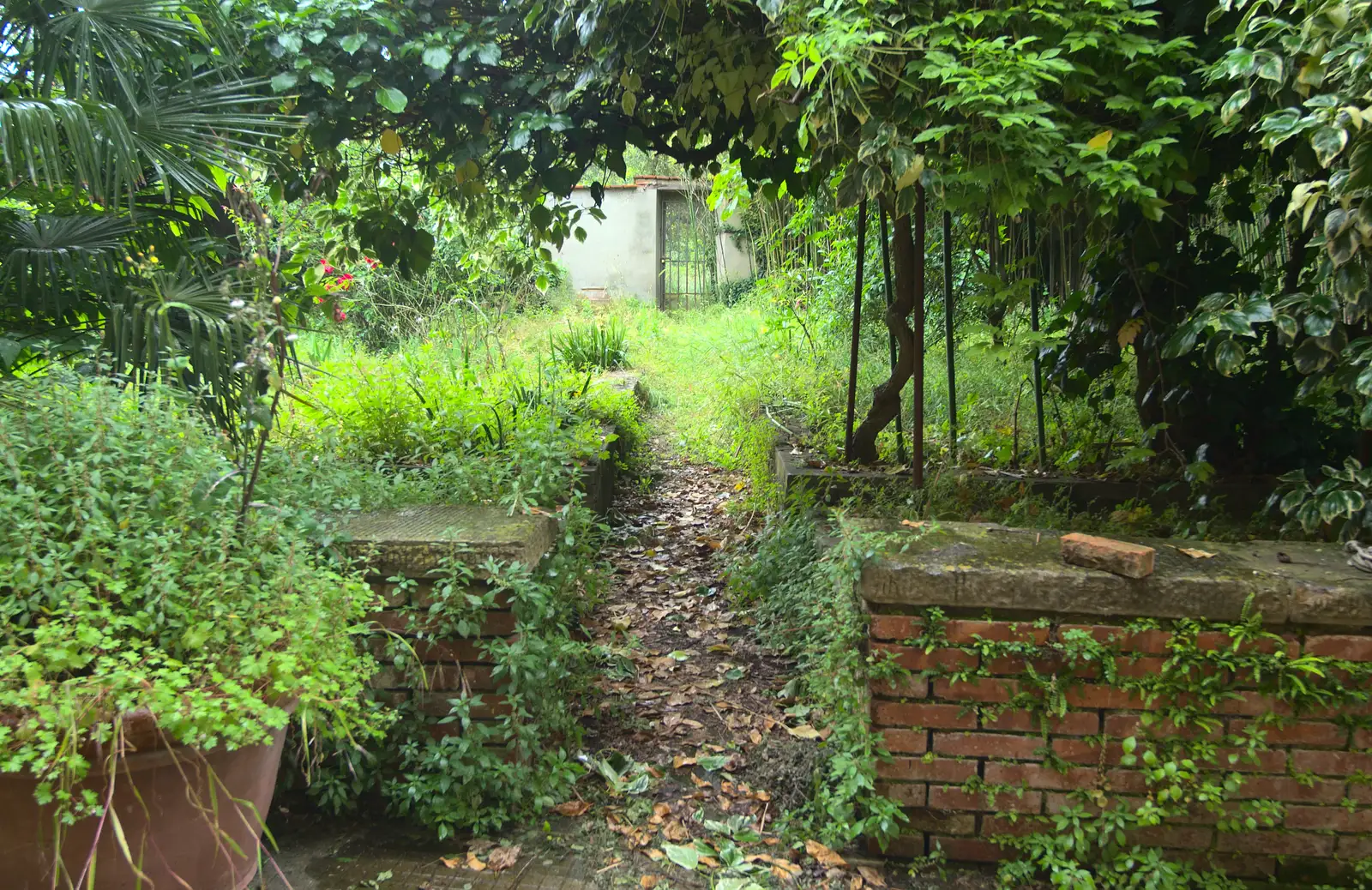 An overgrown garden, from Marconi, Arezzo and the Sagra del Maccherone Festival, Battifolle, Tuscany - 9th June 2013