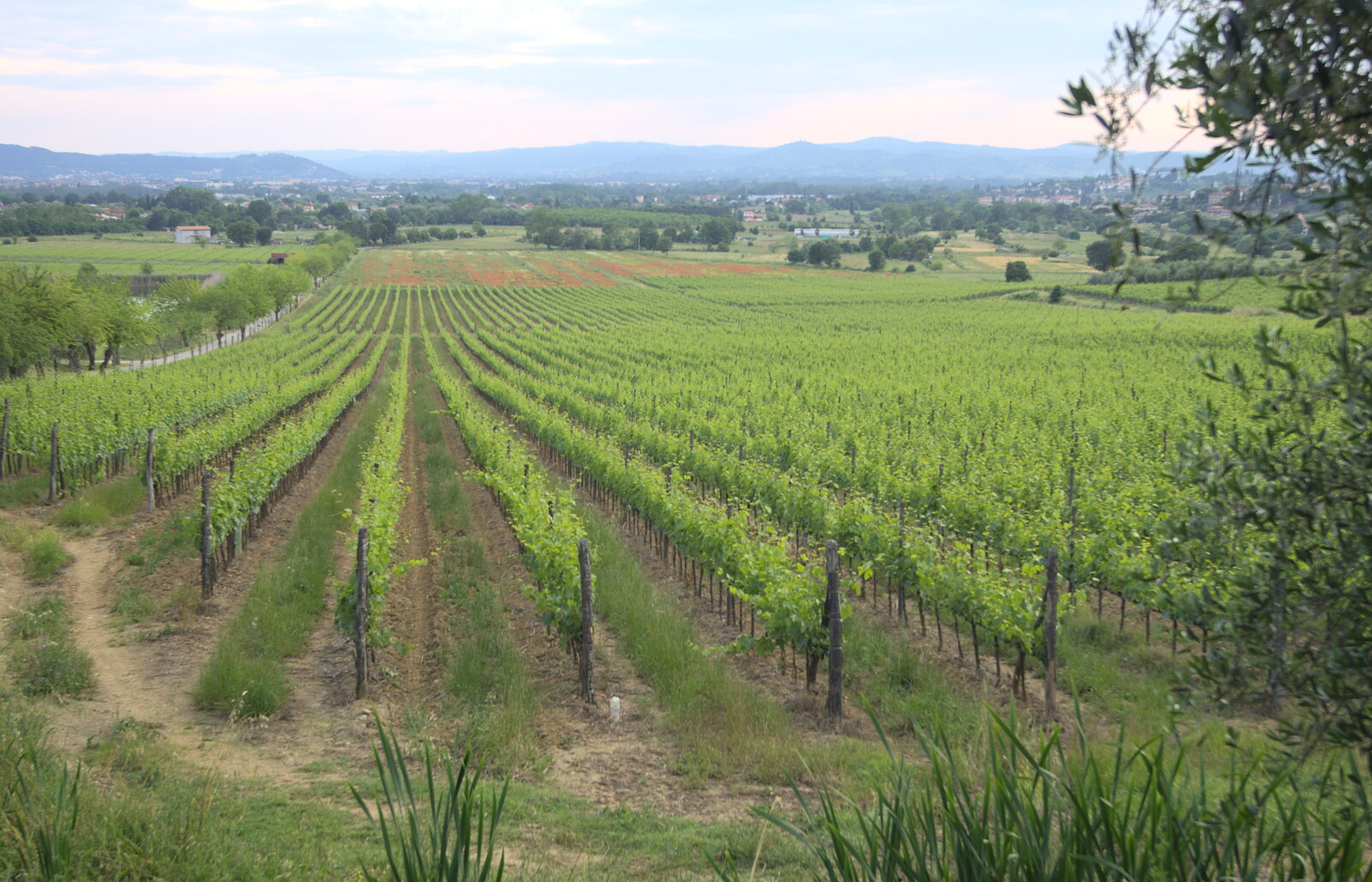 Marconi, Arezzo and the Sagra del Maccherone Festival, Battifolle, Tuscany - 9th June 2013: Part of Tenuta Il Palazzo's 500 hectares of vineyard