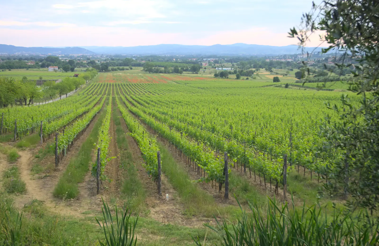 Part of Il Palazzo's 500 hectares of vineyard, from Marconi, Arezzo and the Sagra del Maccherone Festival, Battifolle, Tuscany - 9th June 2013