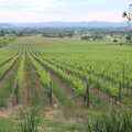2013 Part of Tenuta Il Palazzo's 500 hectares of vineyard