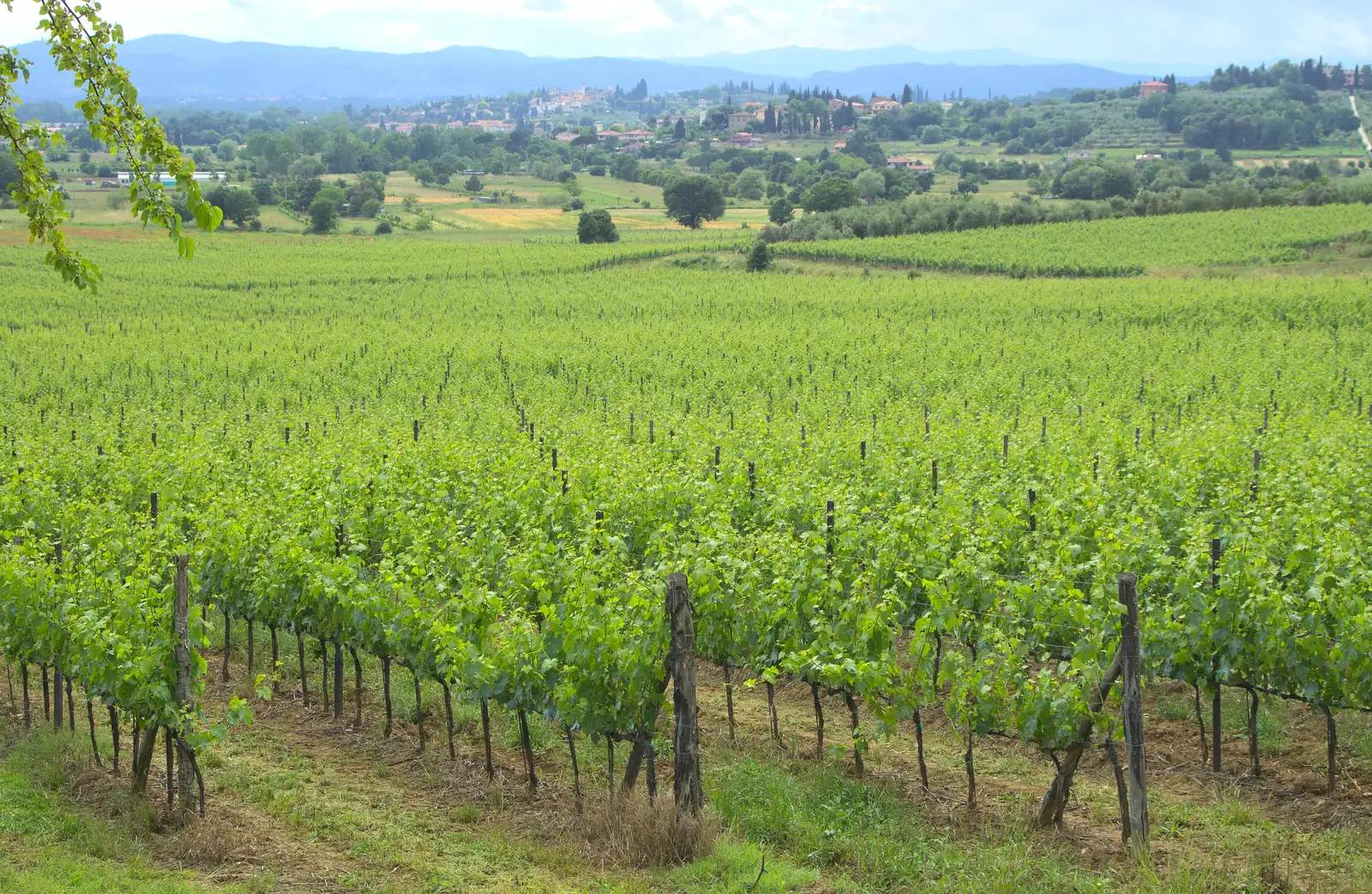 Another view of the vineyards, from A Tuscan Winery and a Trip to Siena, Tuscany, Italy - 10th June 2013